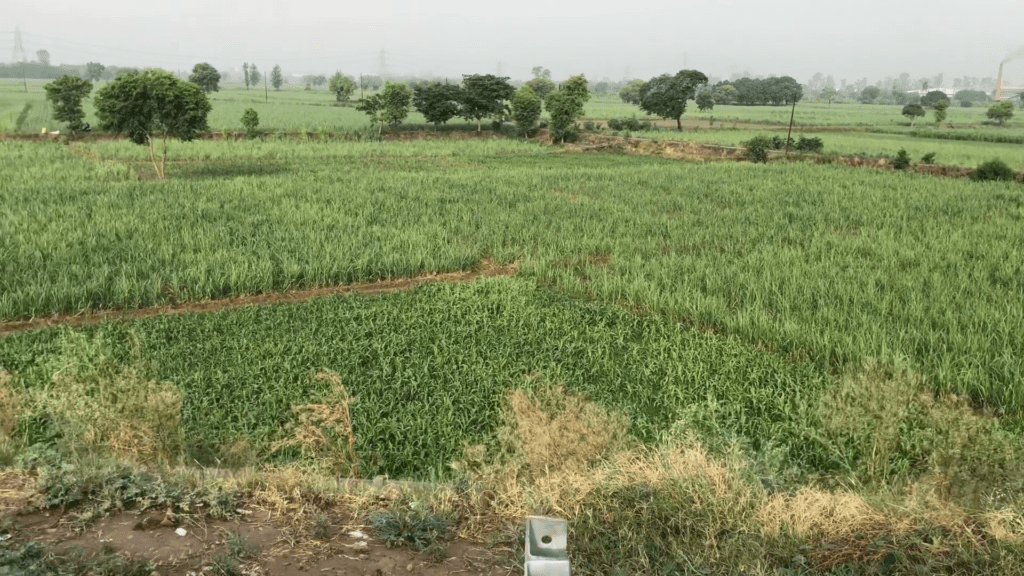 Fields after exiting the expressway