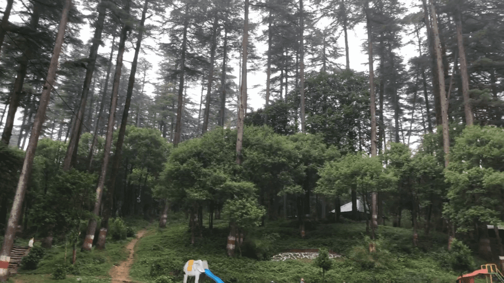Tall deodars inside eco park Dhanolti