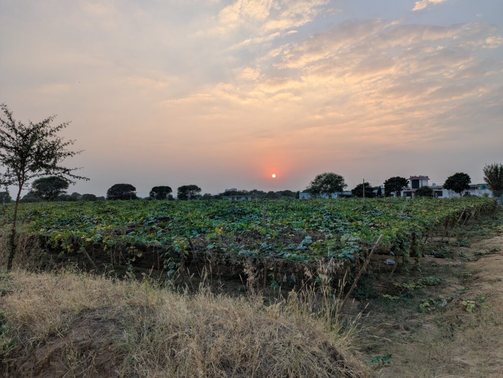 An evening walk through a farm in Sariska