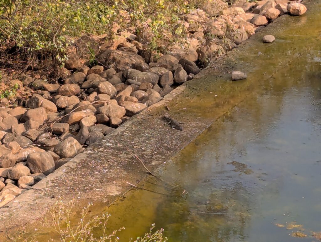 Crocodile near a water body