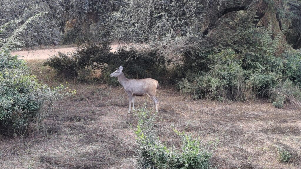 Sambar deer