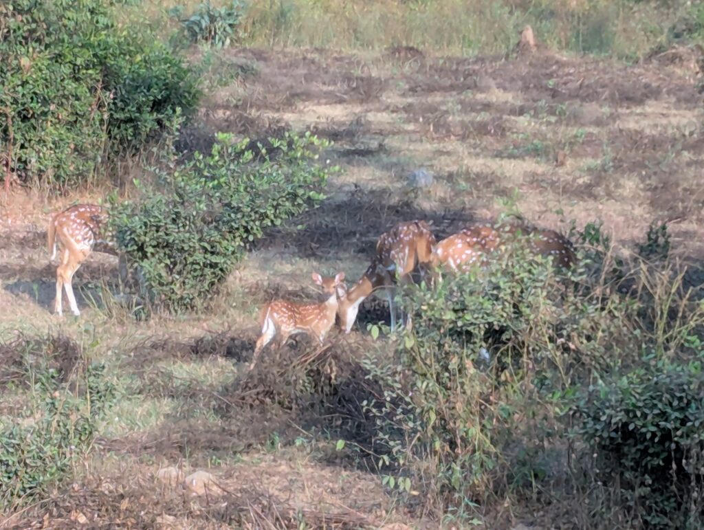 A herd of Chitals