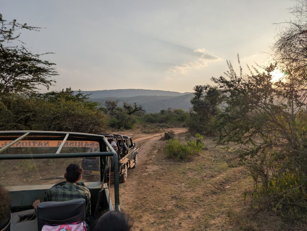 A caravan of vehicles heading into the forest