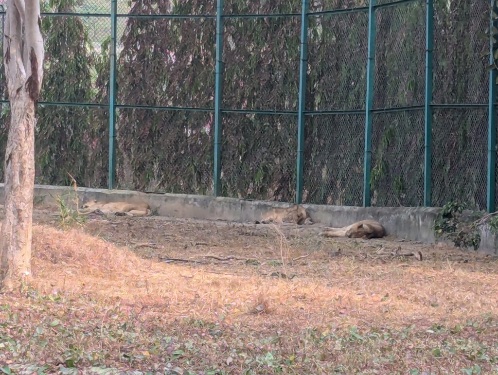 Lions sleeping