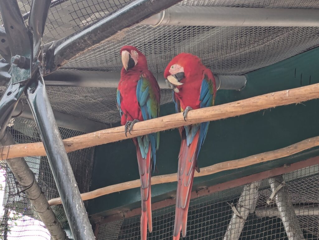 Colourful parrots
