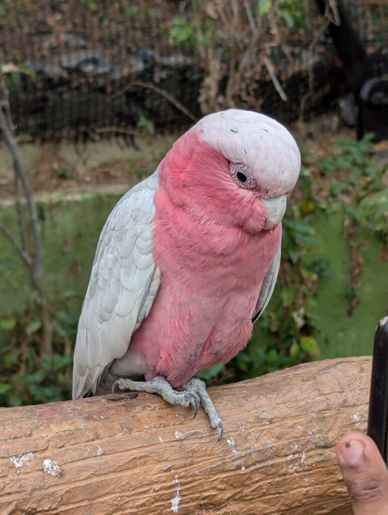 Serious looking bird