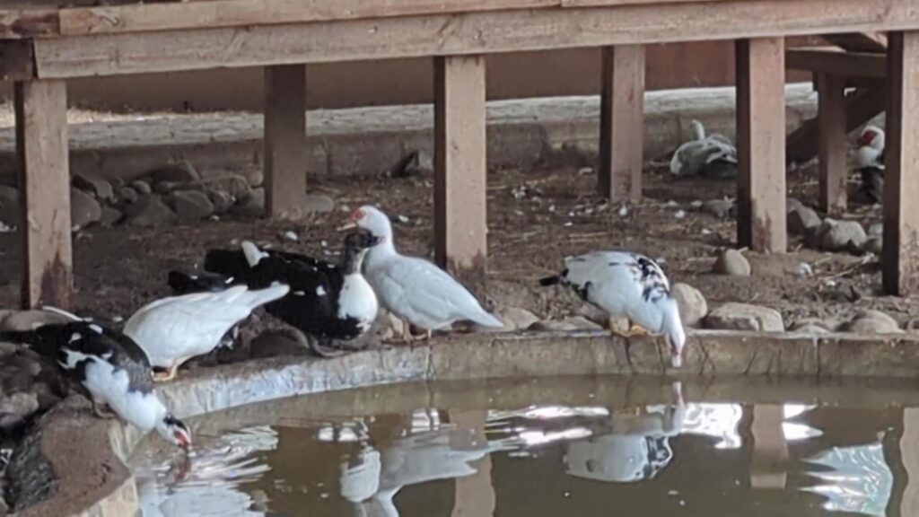 Ducks in Pets Zone