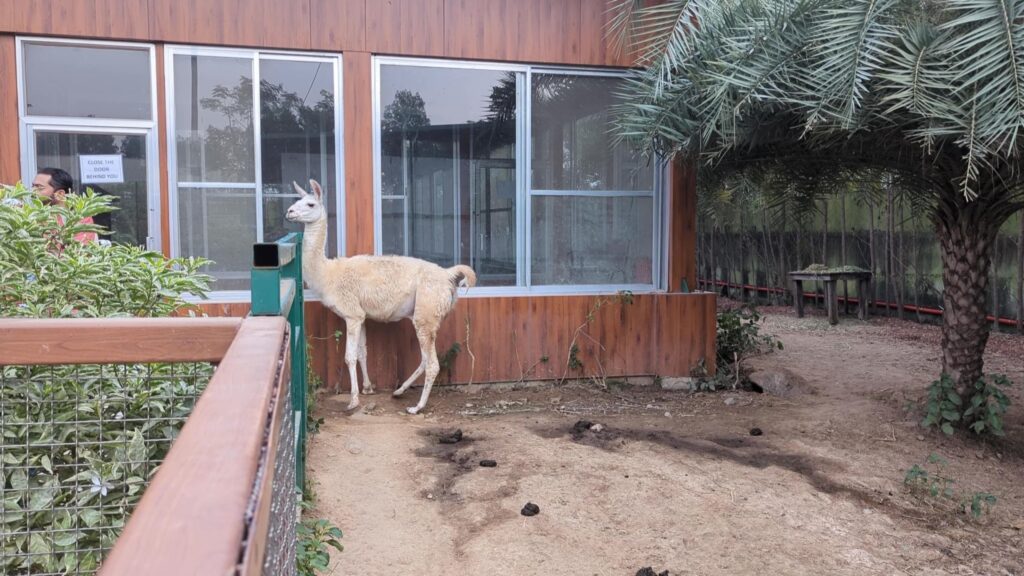 Alpaca inside Pets Zone