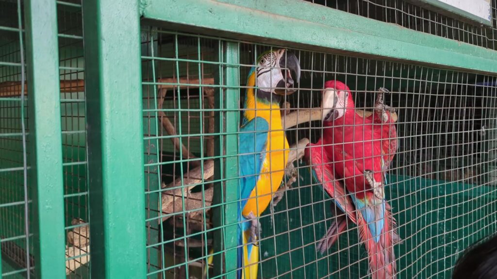 Parrots inside Pets Zone
