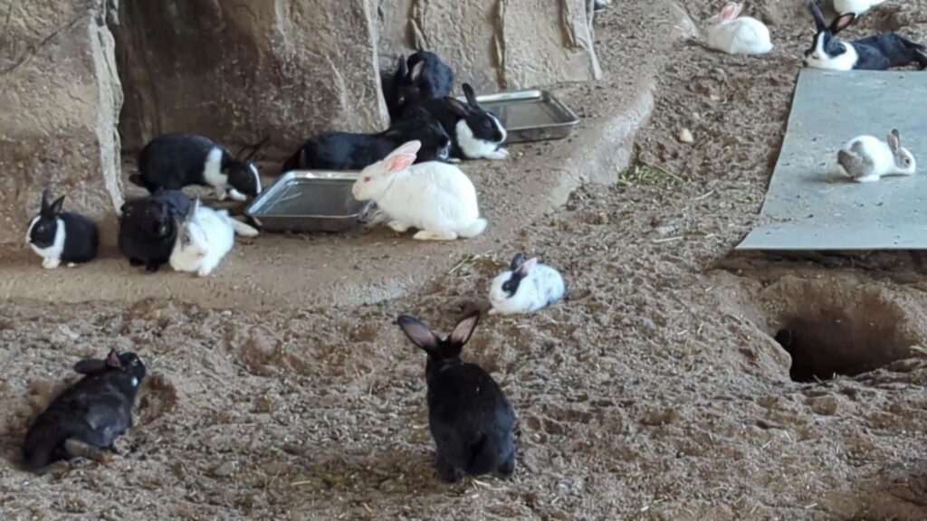 Rabbits inside Pets Zone